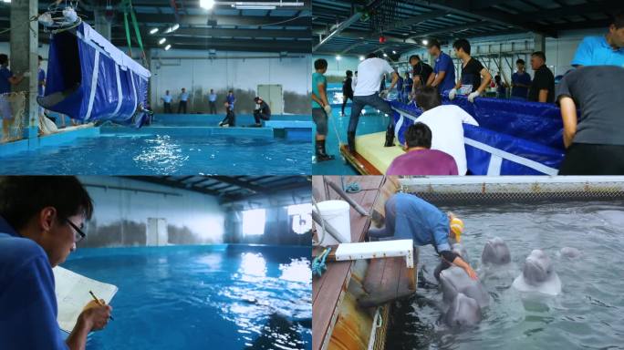 救治鲨鱼 海洋生物 工作人员