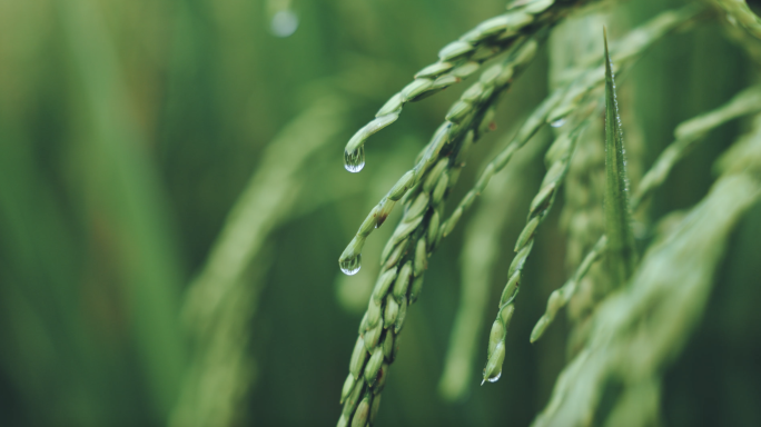 二十四节气小满芒种谷雨小暑大暑空镜头