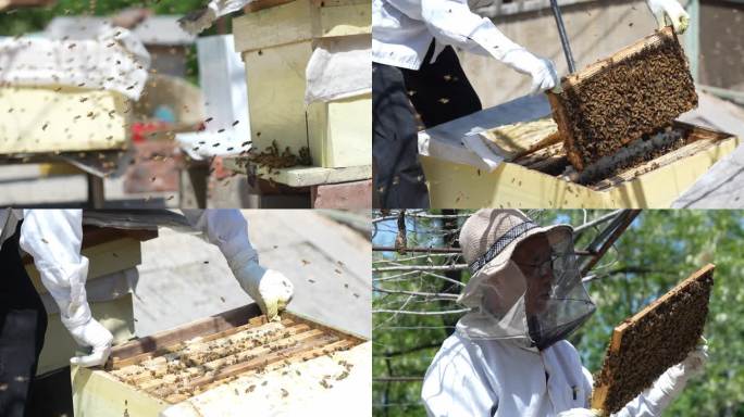 养蜂人 蜂蜜 蜂巢