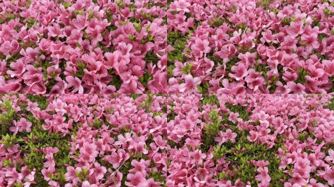 粉红杜鹃花(印度杜鹃花或西姆斯杜鹃花)