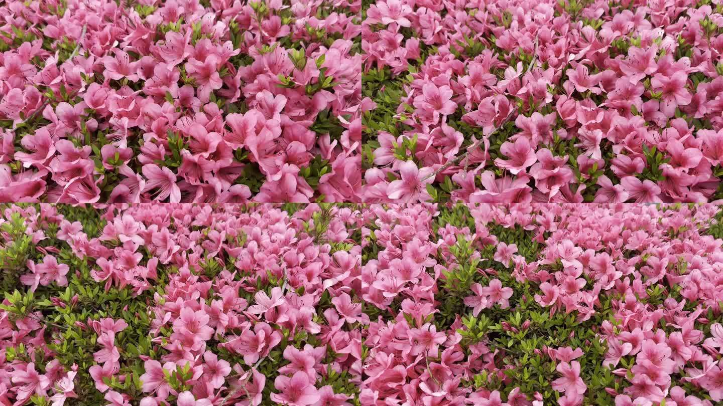 粉红杜鹃花(印度杜鹃花或西姆斯杜鹃花)