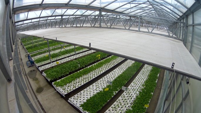 农业育苗 温室种植 大棚喷淋