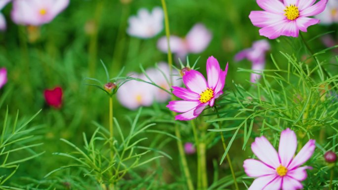 小花 花海 格桑花  波斯菊 实拍视频