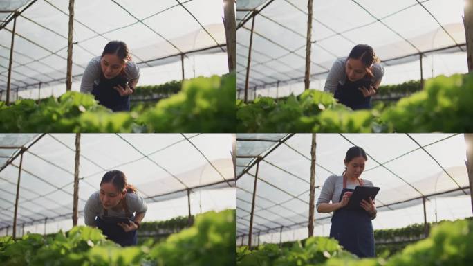 农民在蔬菜农场使用数字平板电脑，有机智能农场控制