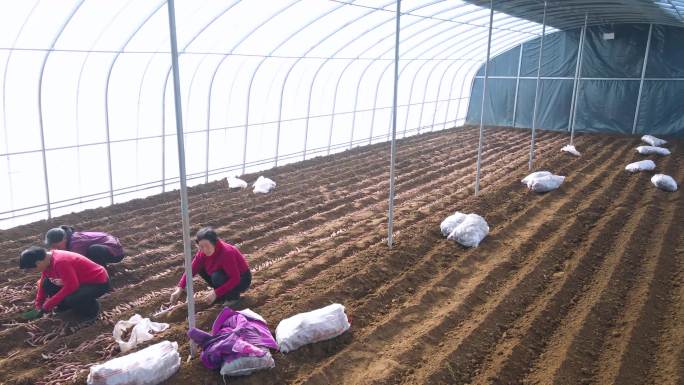 实拍温室大棚红薯育苗种薯摆放
