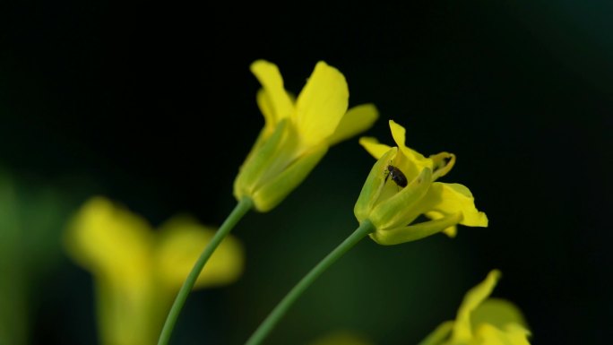 露尾甲害虫