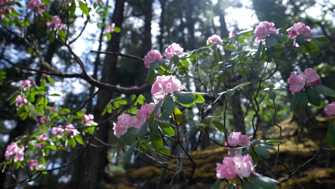 云南普达措杜鹃花1