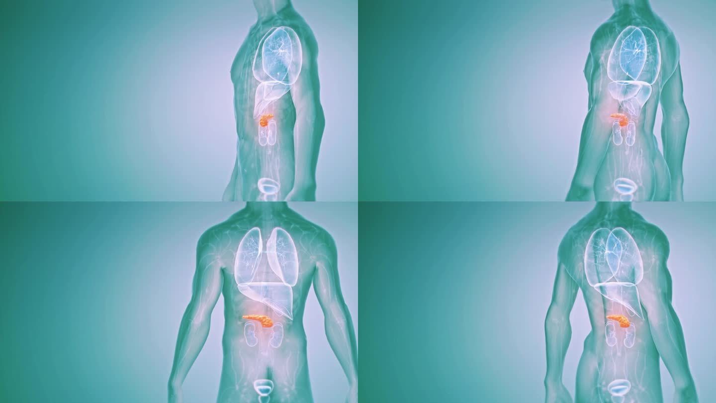 人体胰腺解剖器官内脏胰腺炎器官透视