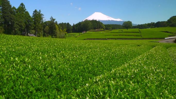 绿茶种植园和富士山/小渊Sasaba，静冈县