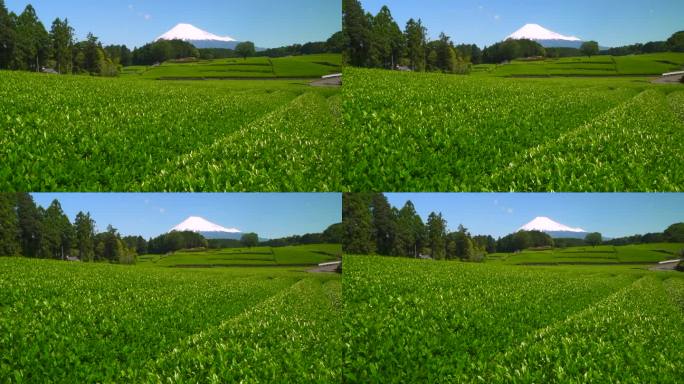 绿茶种植园和富士山/小渊Sasaba，静冈县