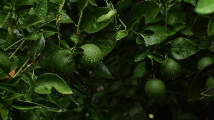 雨后树枝上有叶子的绿橘子。橘子的季节。新鲜成熟的橘子和树叶形象，柔和的焦点