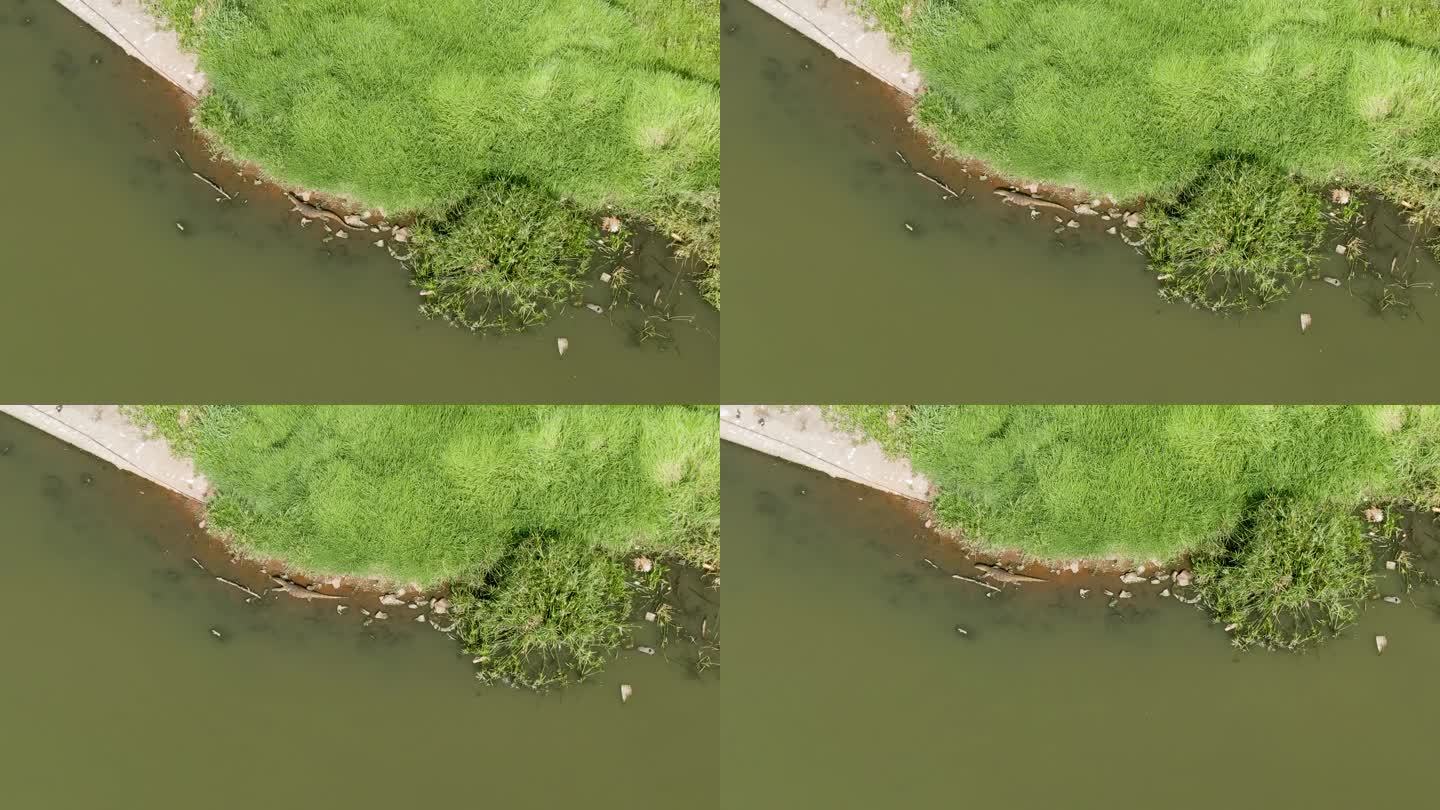 无人机空中巨型水蜥蜴