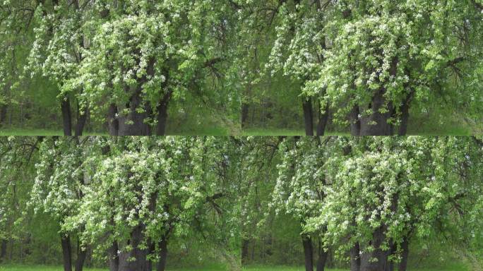 盛开的梨树和风。