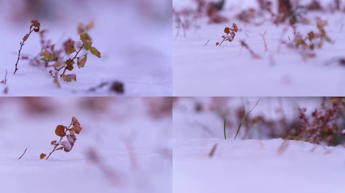 【4K原创素材】 冬季空镜头