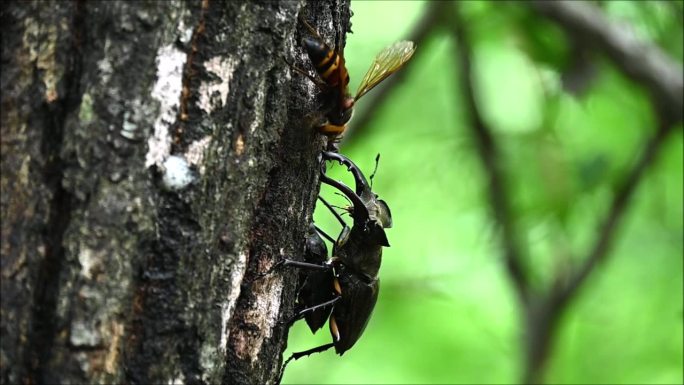 一只雄鹿甲虫在保护一只雌鹿