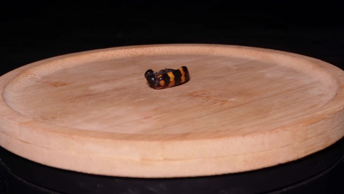 中医中药草药斑蝥 (2)