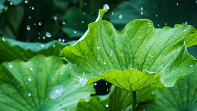 荷叶水珠水滴雨滴唯美意境慢动作升格夏天