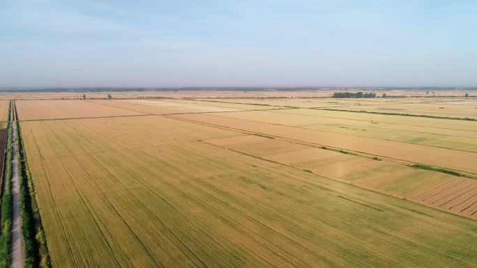 航拍皖北小麦种植万亩良田