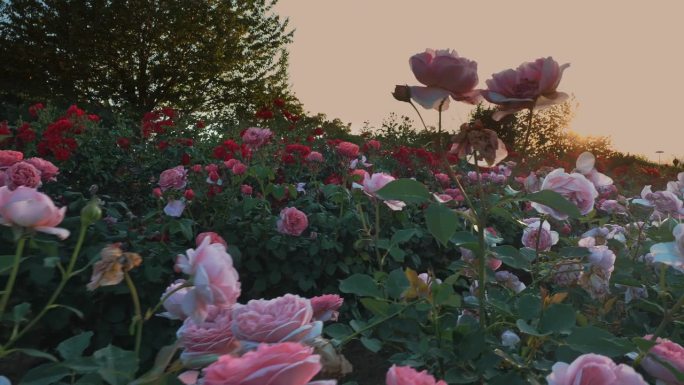 玫瑰花丛。玫瑰新品种。农业企业为开发新型玫瑰花丛。以群山为背景。日落。特写镜头。