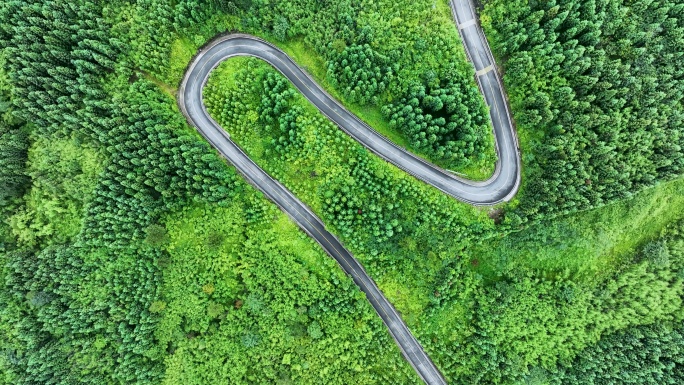 森林中的公路绿道山路弯弯航拍自然风景视频