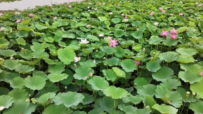 4K荷花湿地航拍自然风光