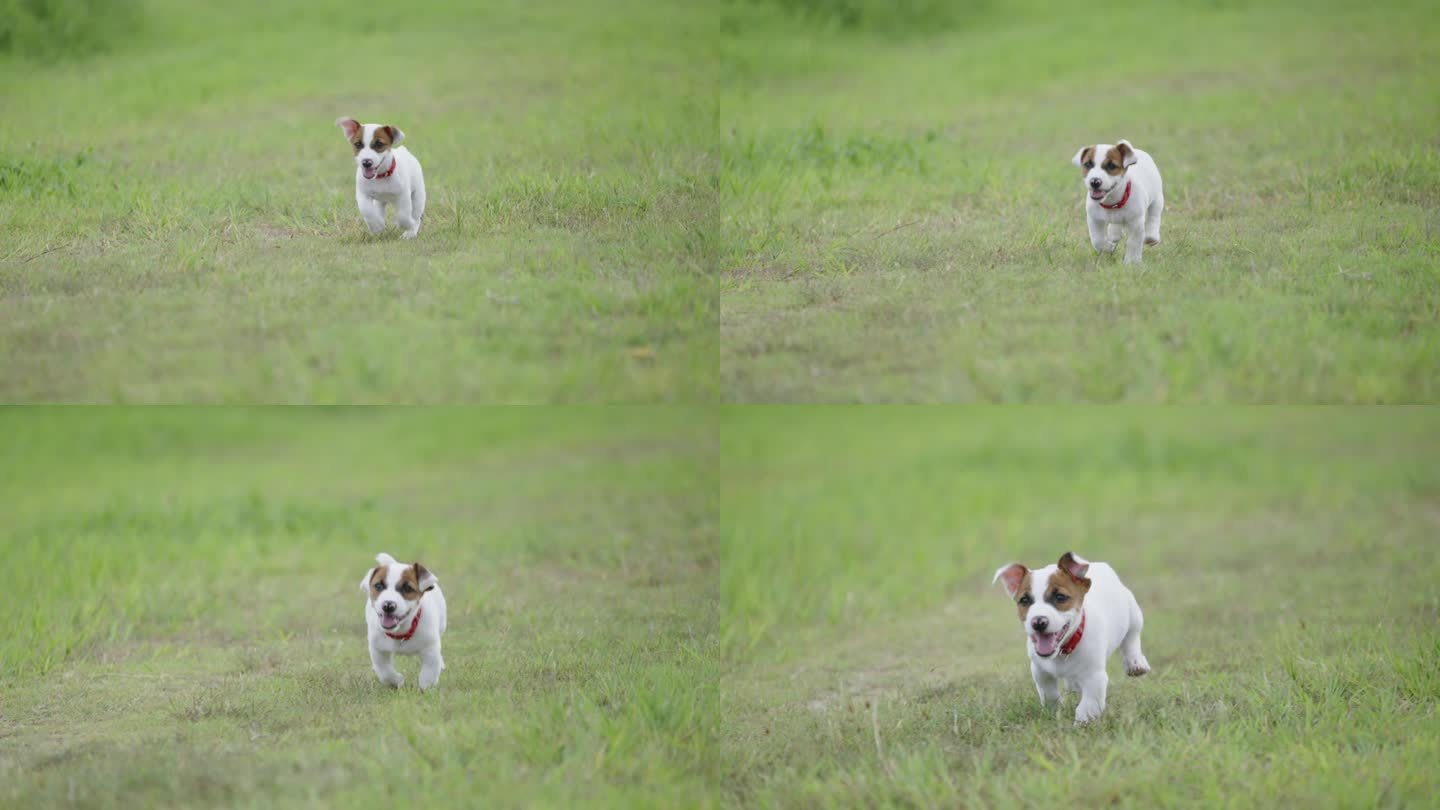杰克罗素小猎犬冲向镜头的前视图