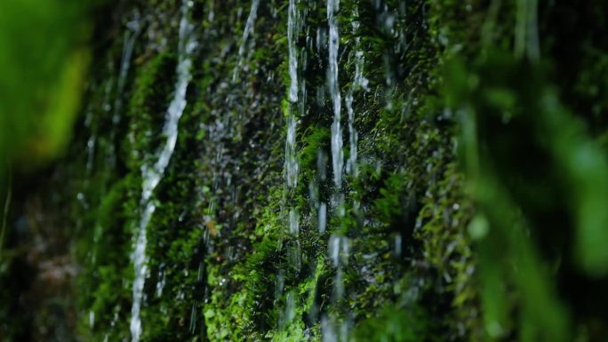 水从青苔上落下水从青苔上落下