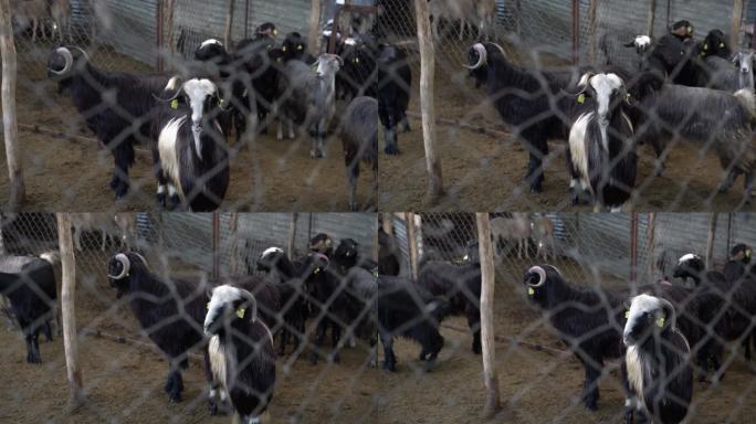 在动物市场献祭山羊和绵羊的盛宴上