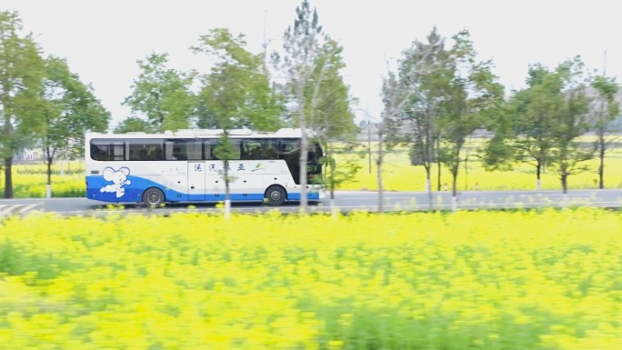 乡村振兴旅游 团建 油菜花4k