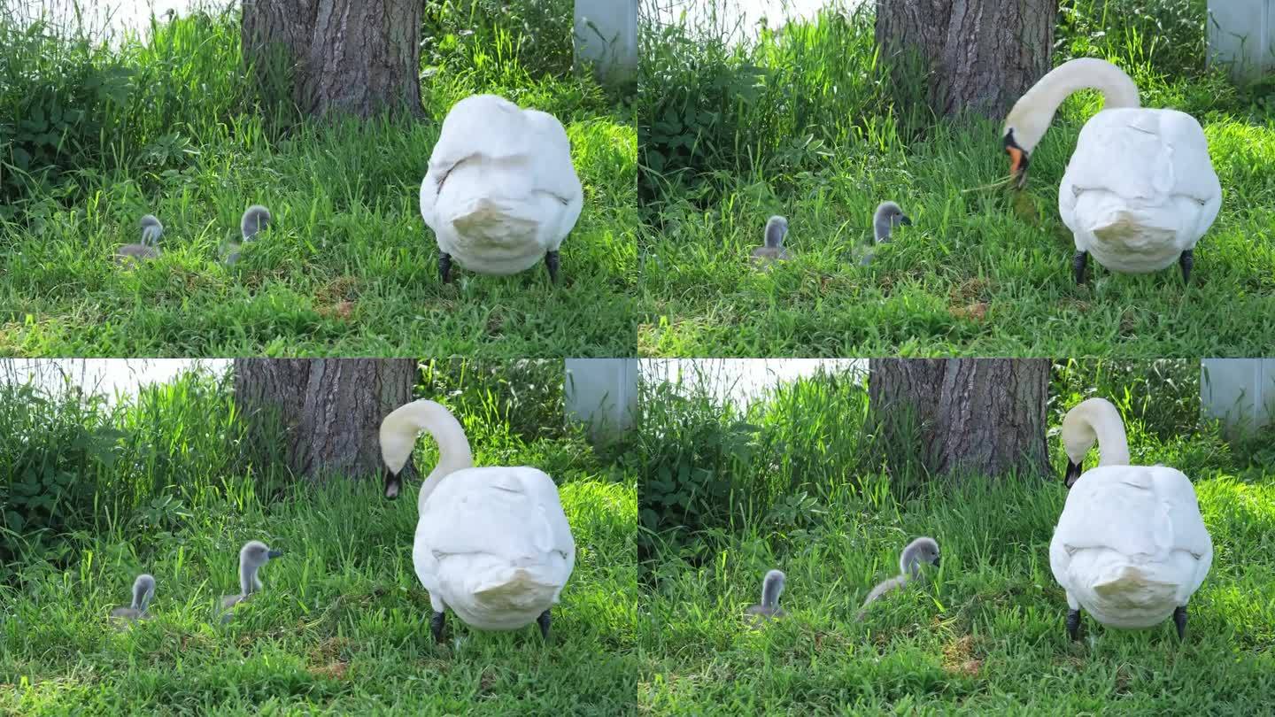 成年天鹅守护和喂养躲在草丛中的可爱的毛茸茸的小天鹅