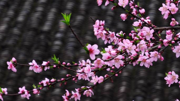 三月桃花盛开的漂亮画面
