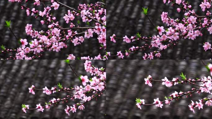 三月桃花盛开的漂亮画面