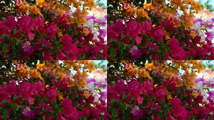 九重葛，紫色，粉红色和橙色的花是美丽的热带植物，在热带花园郁郁葱葱的花瓣。