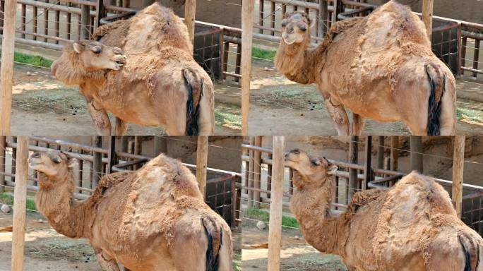 一只正在换毛的骆驼在西班牙挠背