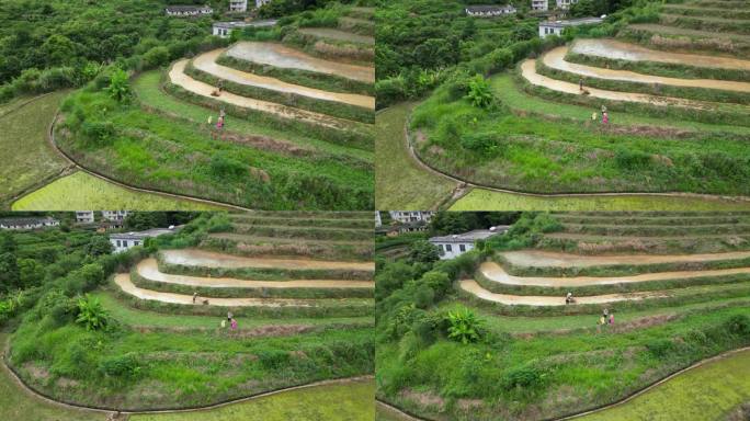 广东梅州大埔县坪山梯田3A景区