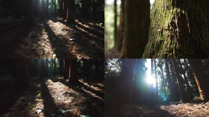 森林光影、仰望森林、森林阳光实拍