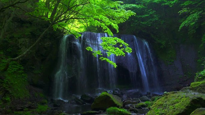 新鲜的绿色植物和Tatsuzawa Fudo瀑布/ Inawashiro，福岛县