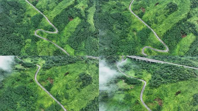 森林中的公路绿道山路弯弯航拍自然风景视频