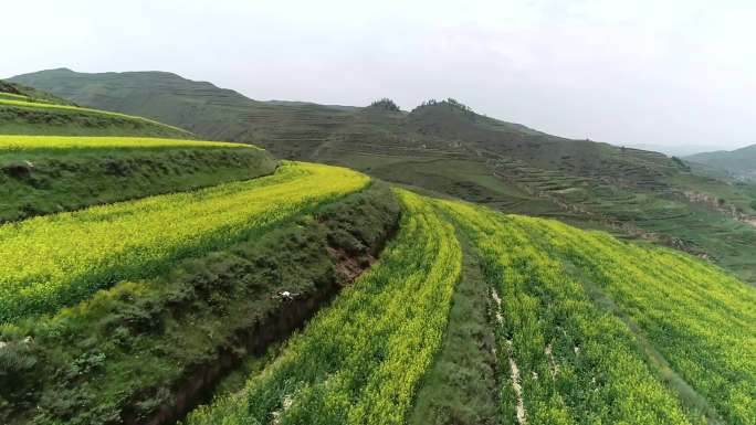 油菜田无人机喷药