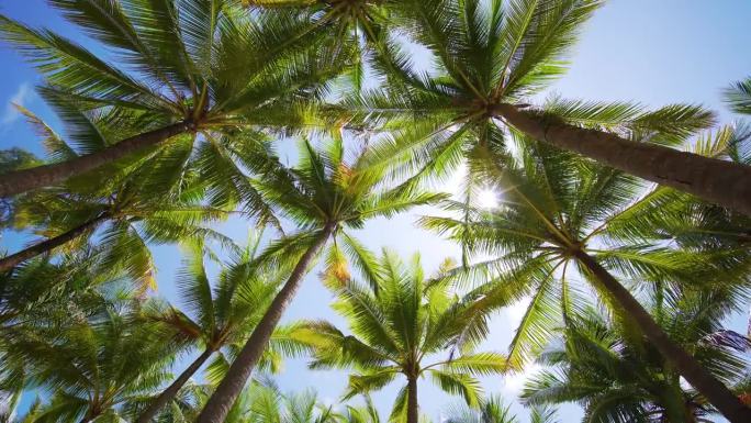 椰树椰树叶底观太阳绿叶全景蓝天夏天。本空间
