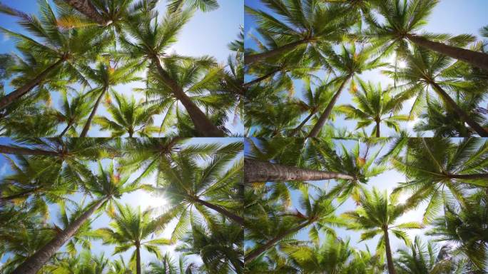 椰树椰树叶底观太阳绿叶全景蓝天夏天。本空间