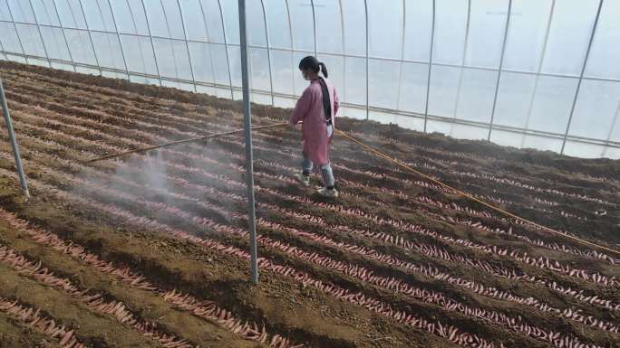 实拍温室大棚红薯种薯喷洒农药农业宣传片