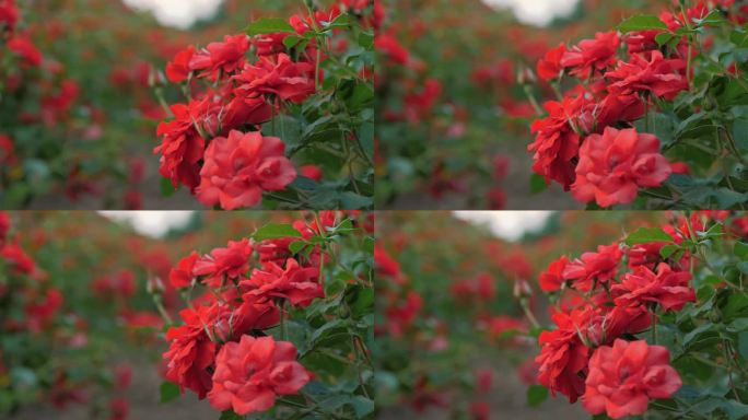 花。农业企业。一片玫瑰田。园艺公司。玫瑰新品种。特写镜头。