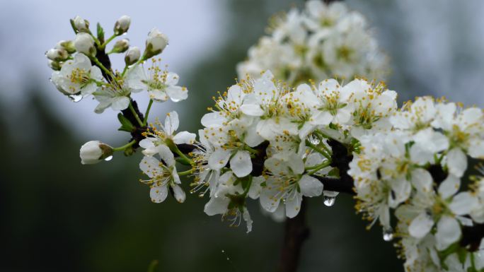 雨后李花带雨的特写镜头