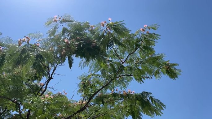 波斯粉红丝含羞草树合欢也叫蓝卡兰金合欢或罗望子上的蓝天。