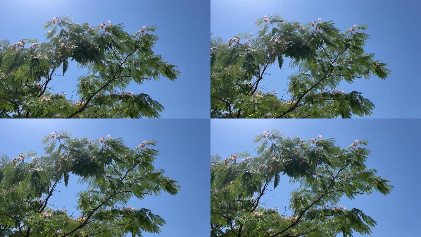 波斯粉红丝含羞草树合欢也叫蓝卡兰金合欢或罗望子上的蓝天。