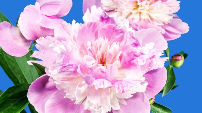 粉红色的牡丹花束盛开在蓝色背景上的时间流逝。温柔的花朵，花瓣在开花时闭合