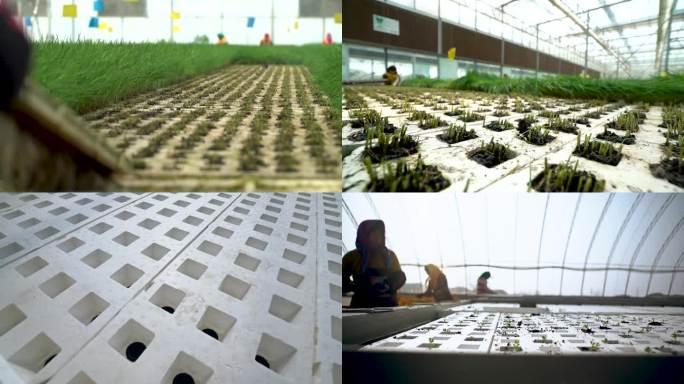 绿色蔬菜 大棚基地 温室种植