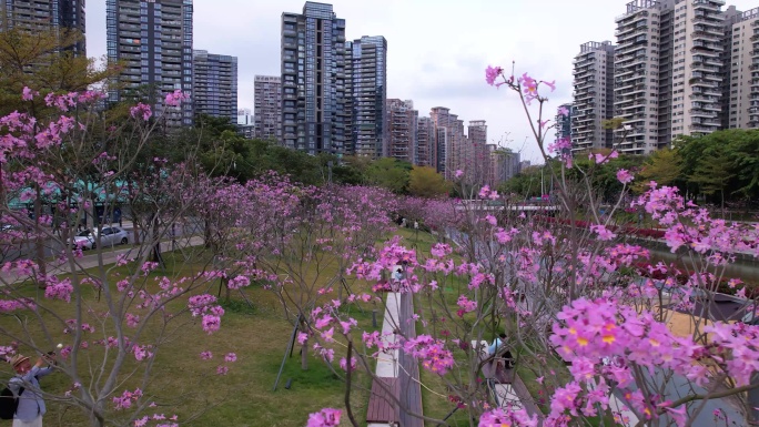 深圳南山春天后海中心河公园美丽花12