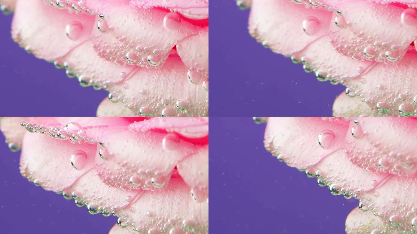 朗朗上口的背景。资料片。玫瑰的花瓣在水中，它充满了气泡，它在水中移动，就像在风中一样